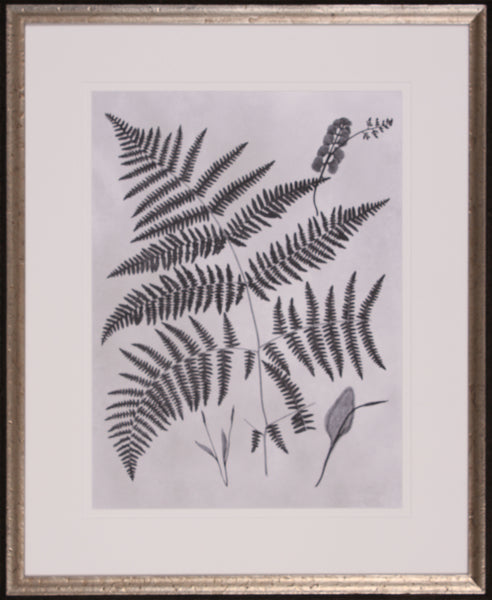 VINTAGE FERN STUDY IV
