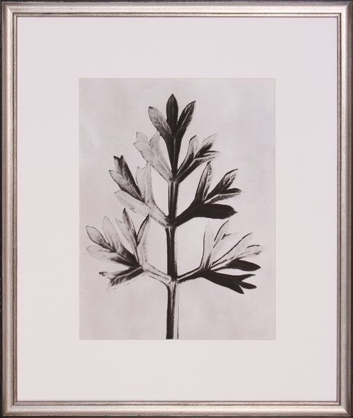 BLOSSFELDT BOTANICAL I