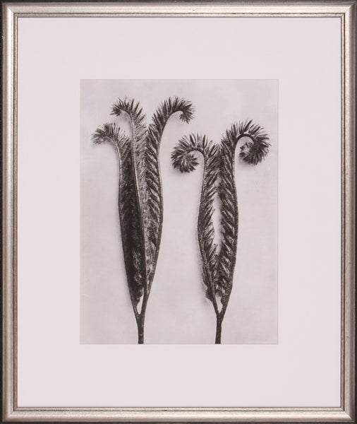 BLOSSFELDT BOTANICAL II
