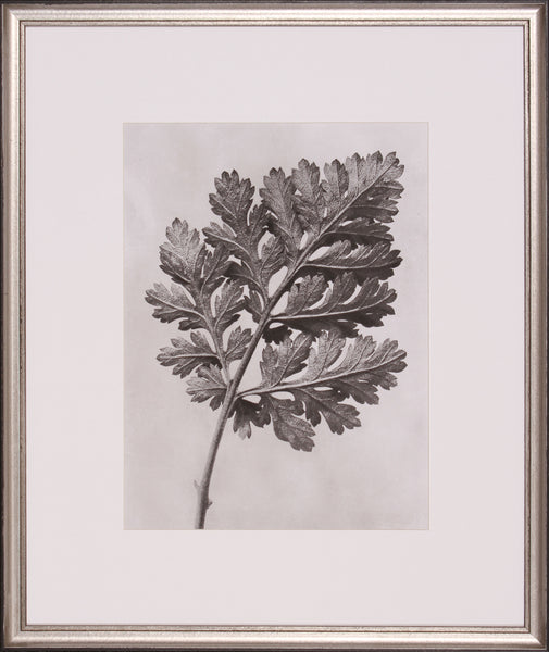 BLOSSFELDT BOTANICAL III