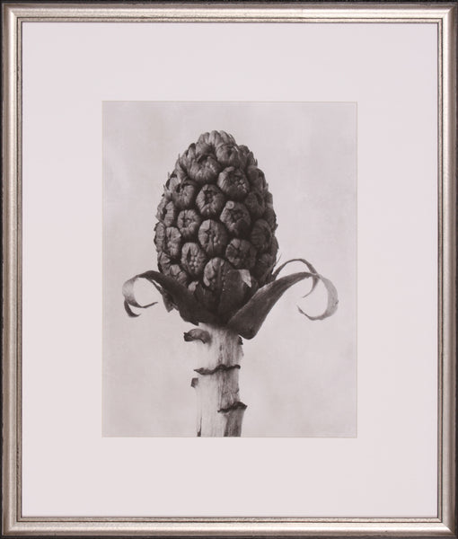 BLOSSFELDT BOTANICAL IV