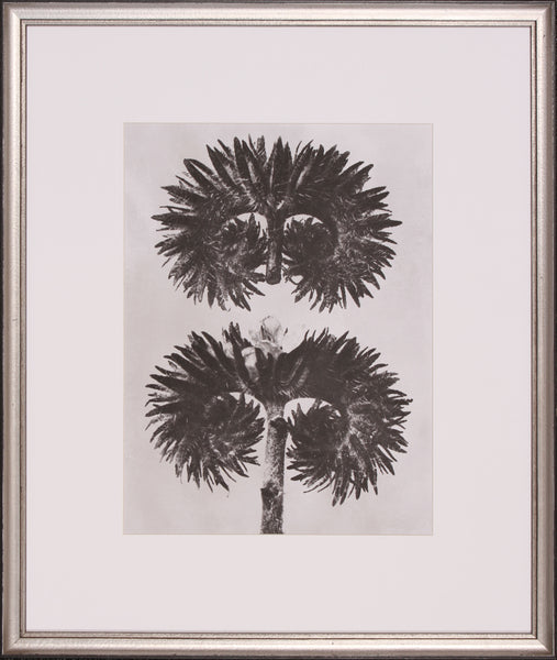 BLOSSFELDT BOTANICAL V