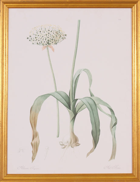ALLIUM