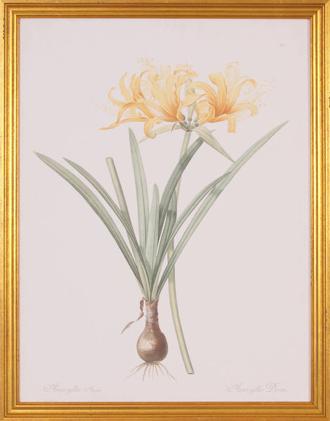 AMARYLLIS