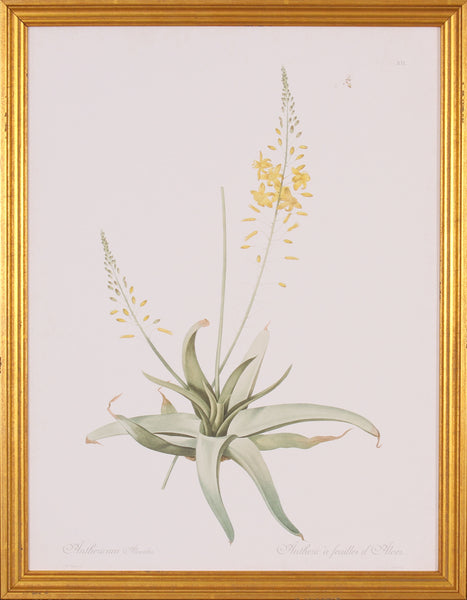 ANTHERICUM