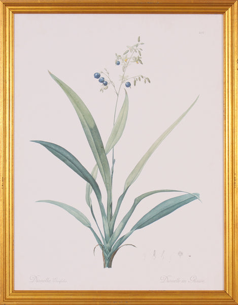 DIANELLA