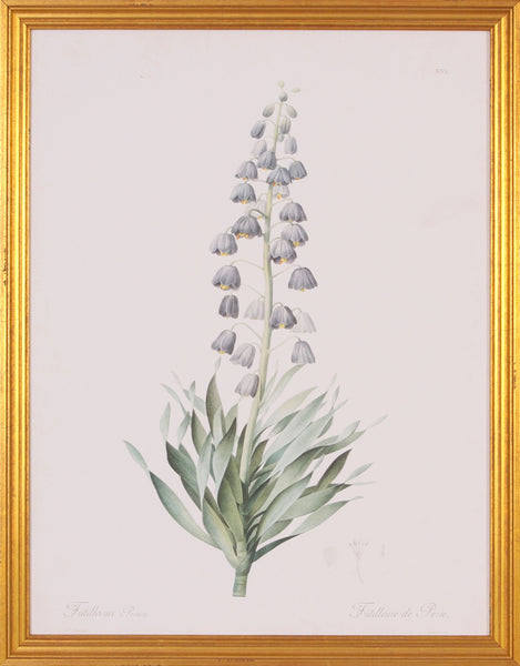 FRITILLARIA