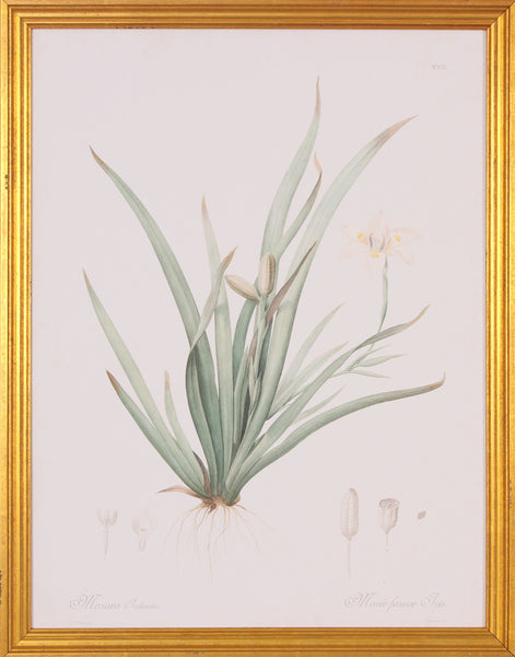 MORAEA
