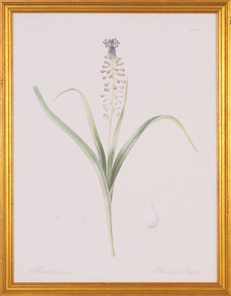 MUSCARI