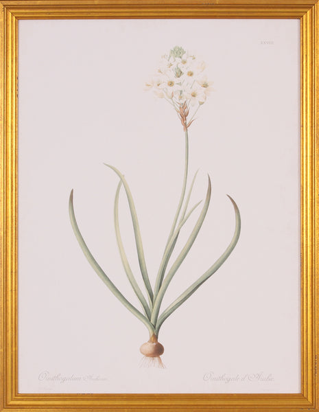 ORNITHOGALUM