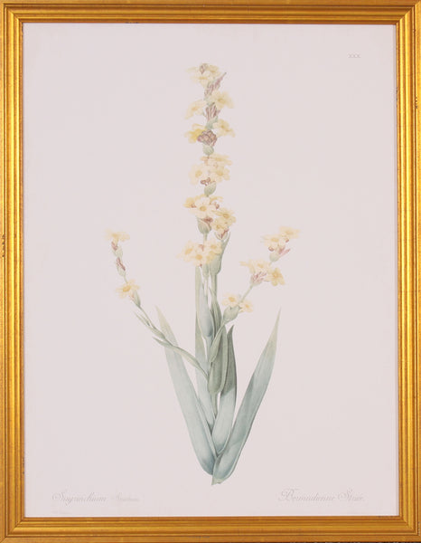 SISYRINCHIUM