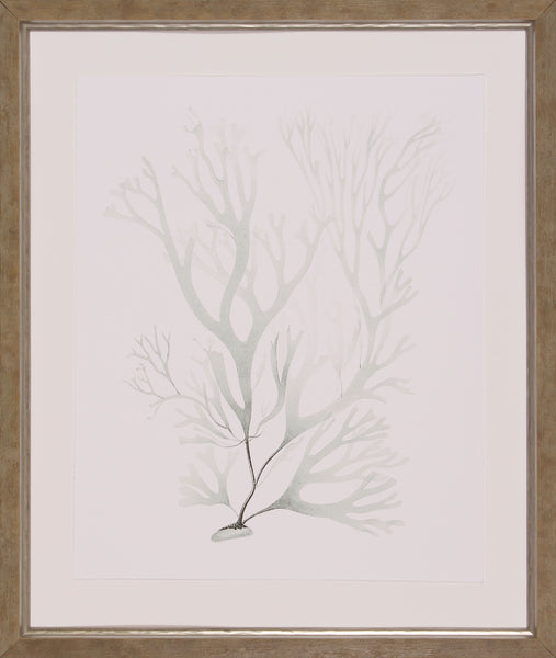 SAGE GREEN SEAWEED V