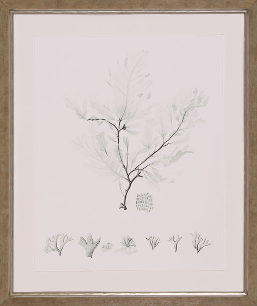SAGE GREEN SEAWEED VII