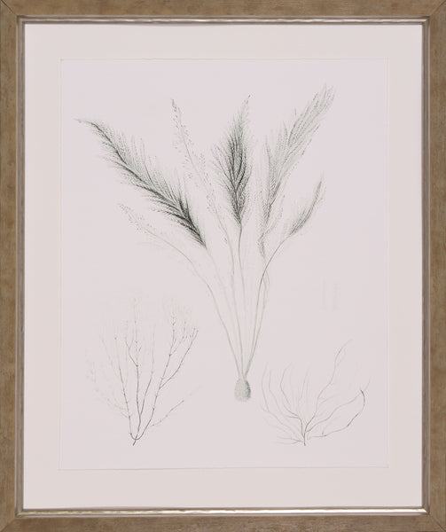 SAGE GREEN SEAWEED VIII