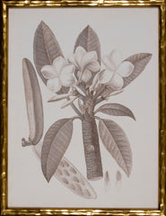 SEPIA BOTANICAL VII