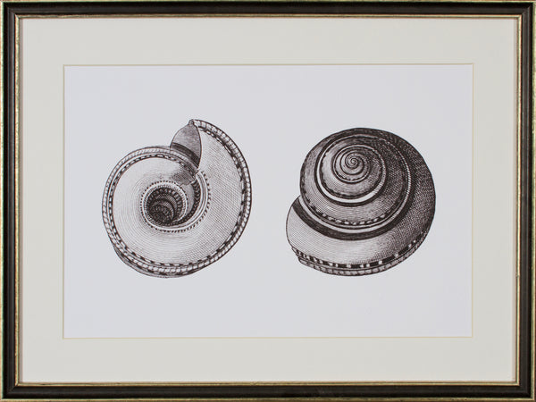 Shell Picture Shadowing SHELL STUDY IV – Shadow Catchers Art