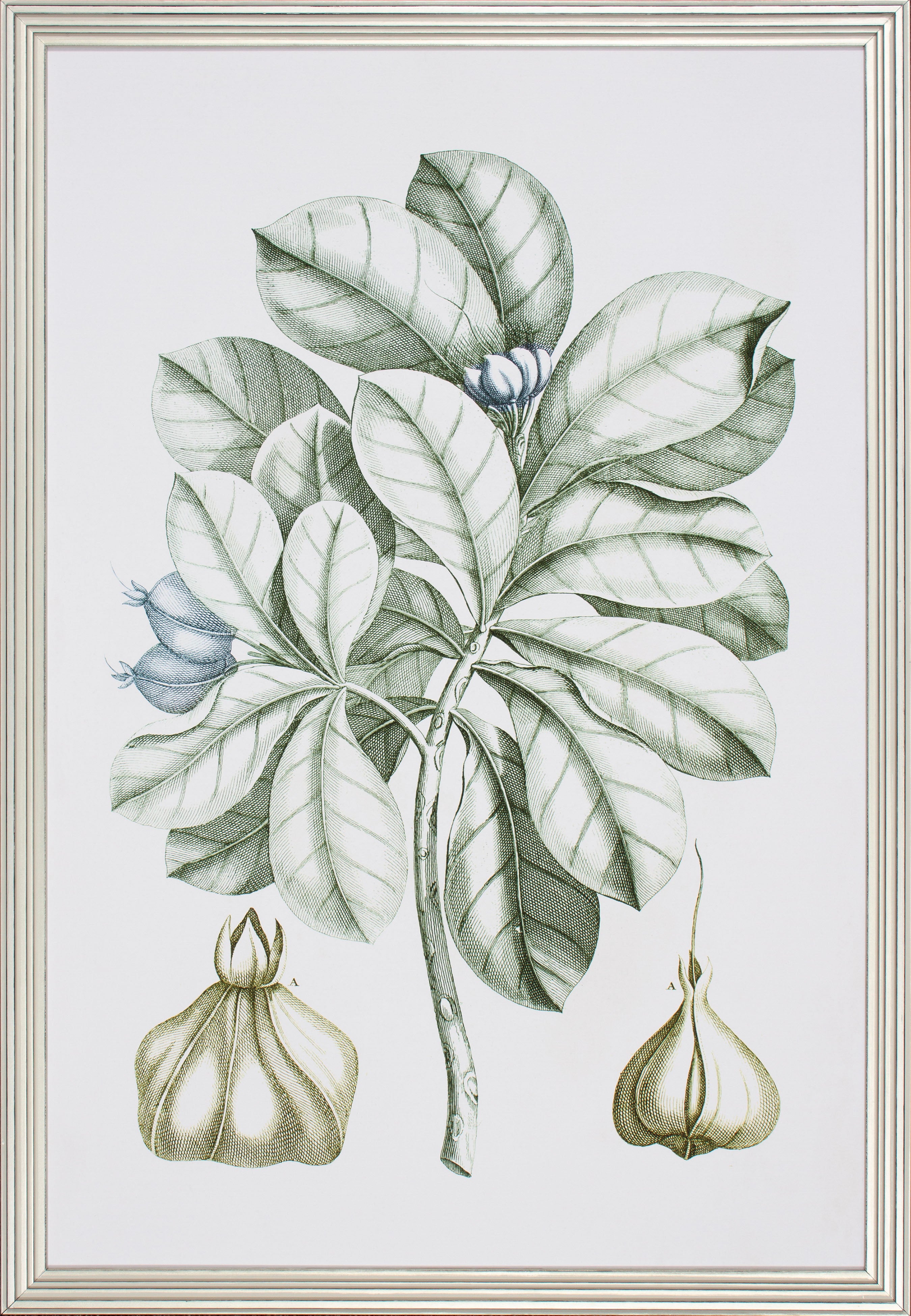 Botanical/Nature – Page 3 – Shadow Catchers Art