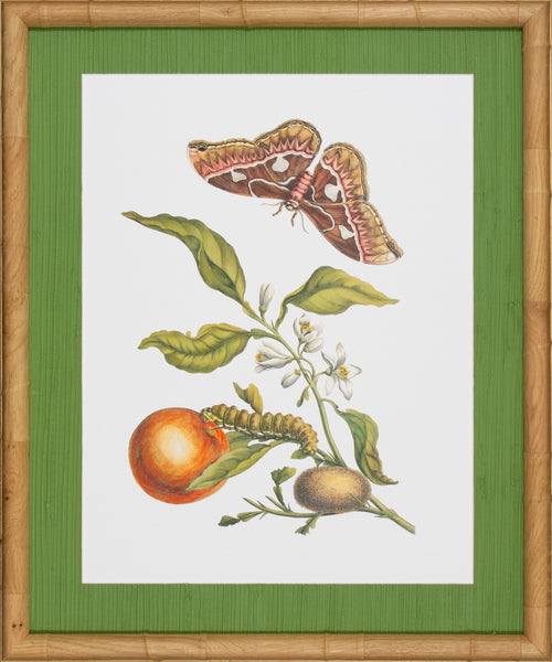 CLASSIC BOTANICAL IV