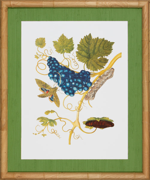 CLASSIC BOTANICAL VIII