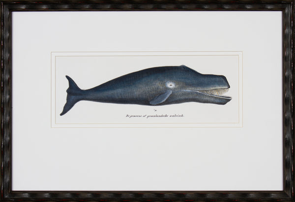 BOWHEAD WHALE