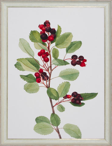 FRUITFUL BRANCH II