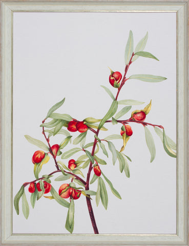 FRUITFUL BRANCH III
