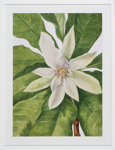 MAGNOLIA II
