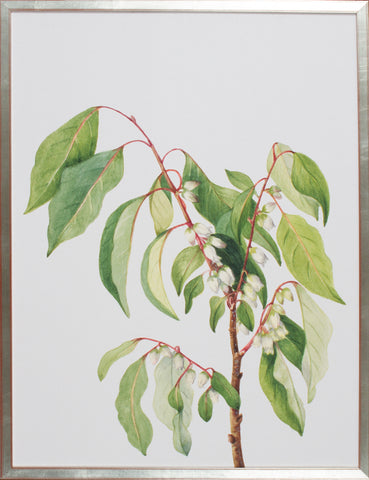 FLEUR I