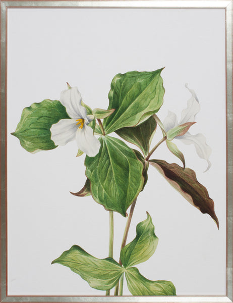 FLEUR II