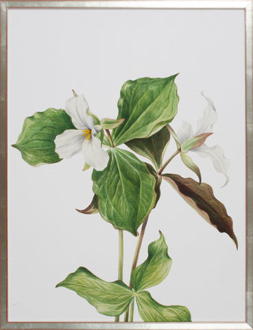 FLEUR II