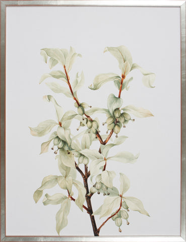 FLEUR IV