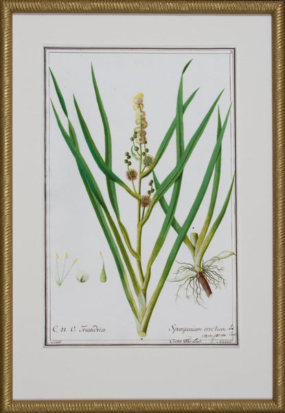 GRASS BOTANICAL I