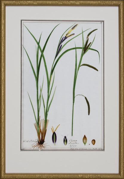 GRASS BOTANICAL II