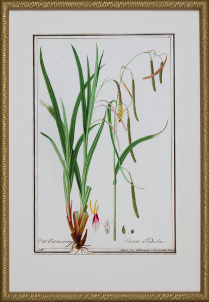 GRASS BOTANICAL III