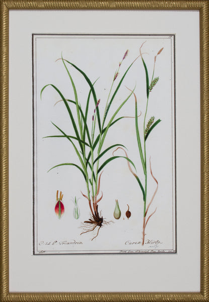 GRASS BOTANICAL IV