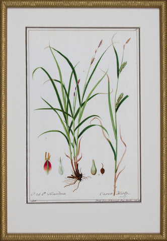 GRASS BOTANICAL IV