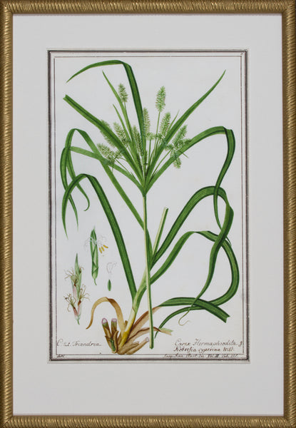 GRASS BOTANICAL V