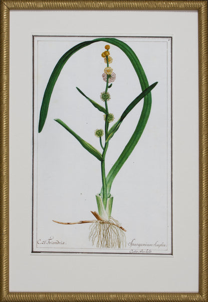 GRASS BOTANICAL VI
