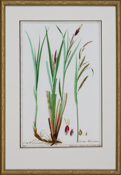 GRASS BOTANICAL VII