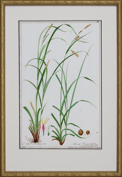 GRASS BOTANICAL VIII