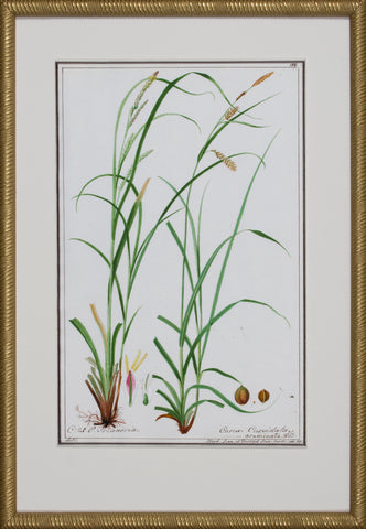 GRASS BOTANICAL VIII