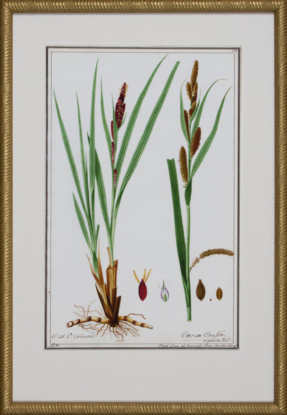 GRASS BOTANICAL IX