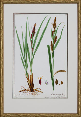GRASS BOTANICAL IX