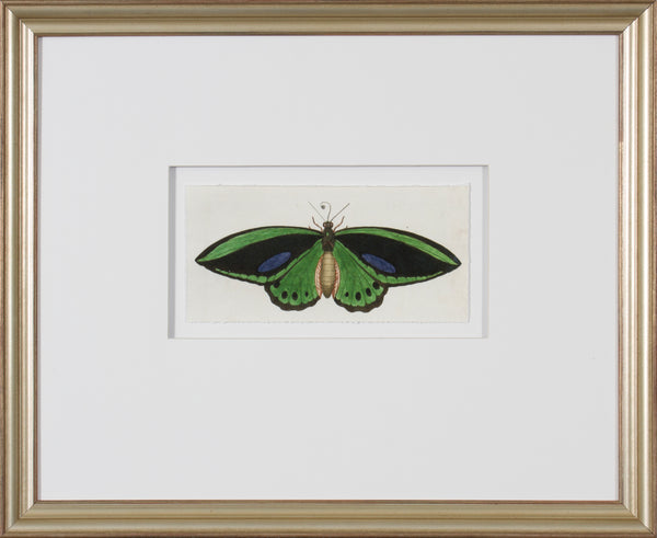 LEPIDOPTERA I - SMALL