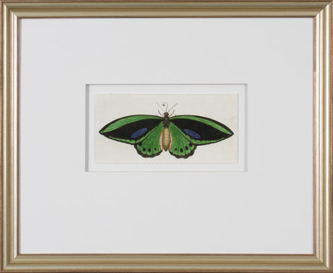 LEPIDOPTERA I - SMALL