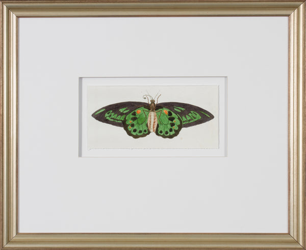 LEPIDOPTERA II - SMALL