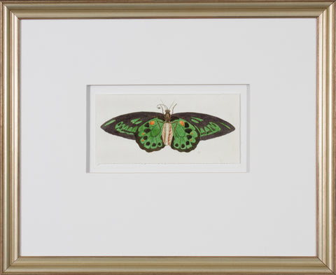 LEPIDOPTERA II - SMALL
