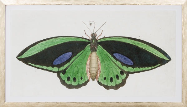 LEPIDOPTERA I - LARGE
