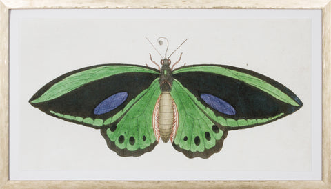 LEPIDOPTERA I - LARGE