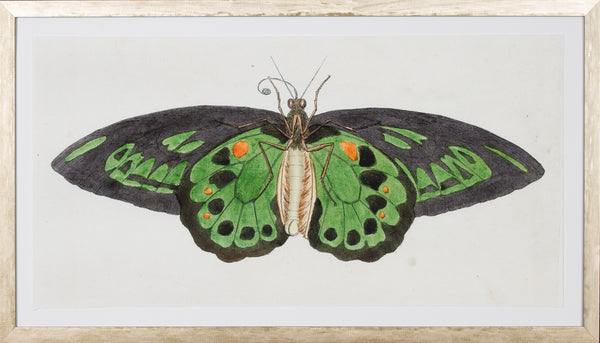 LEPIDOPTERA II - LARGE